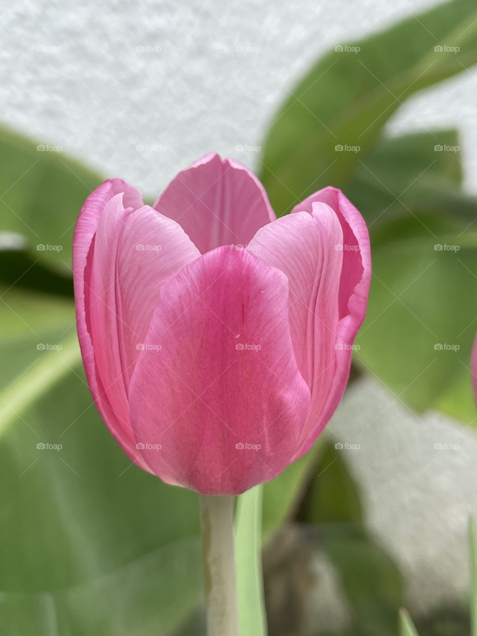 Tulipa