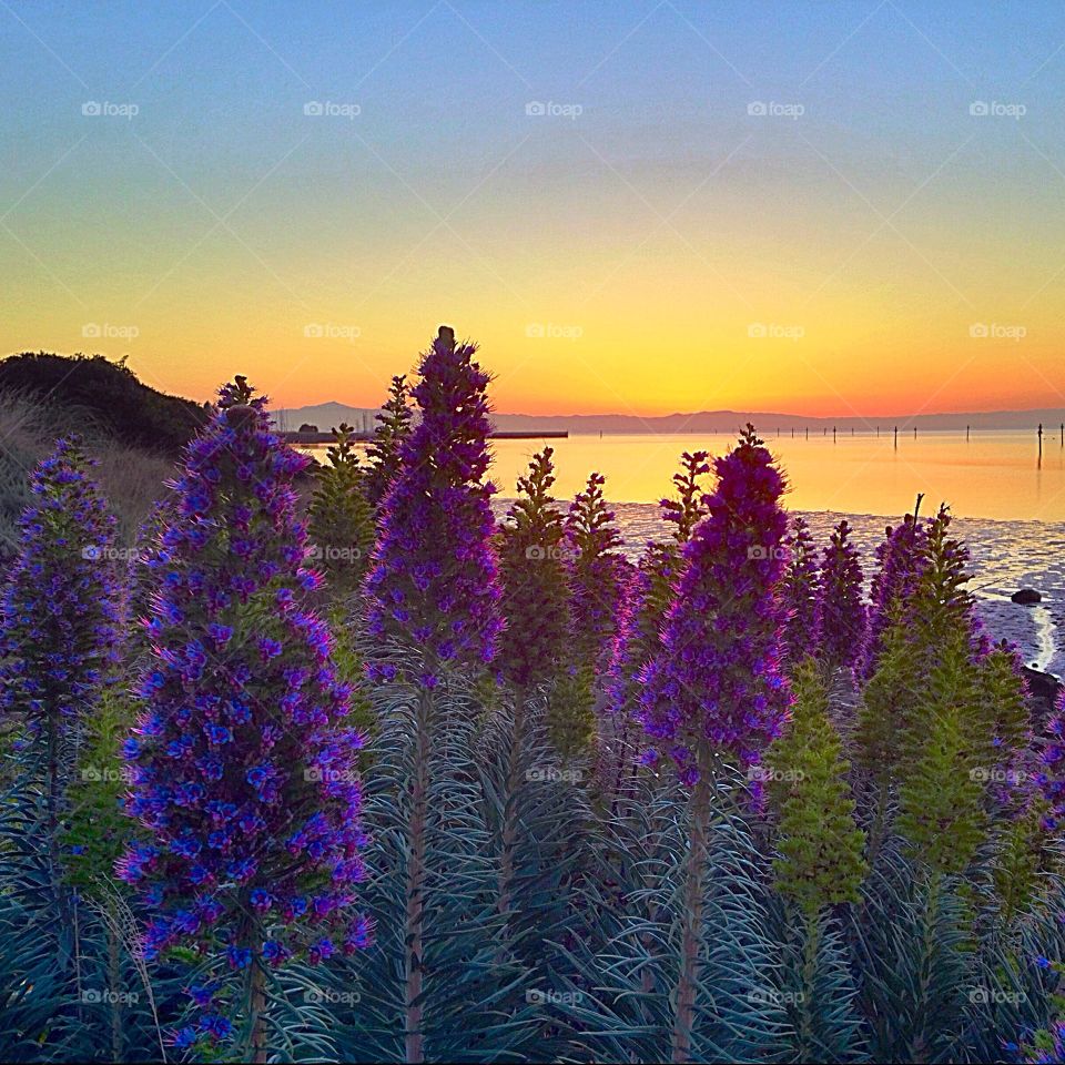 View of flowers during sunrise