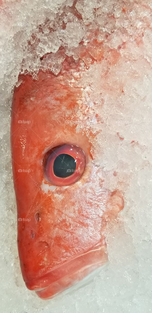 fish closeup