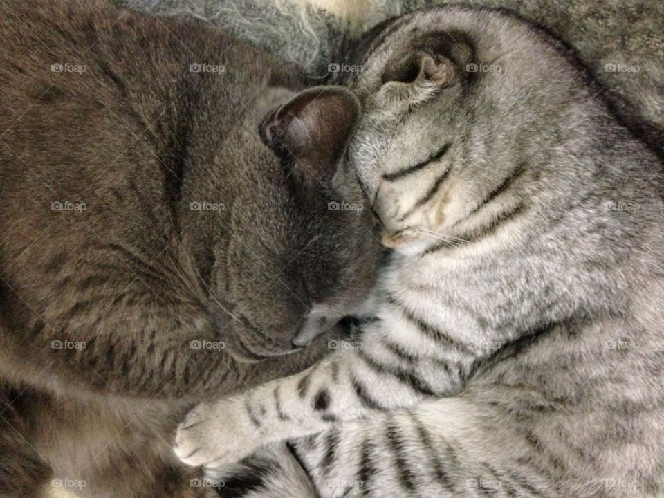 Cats sleeping together 