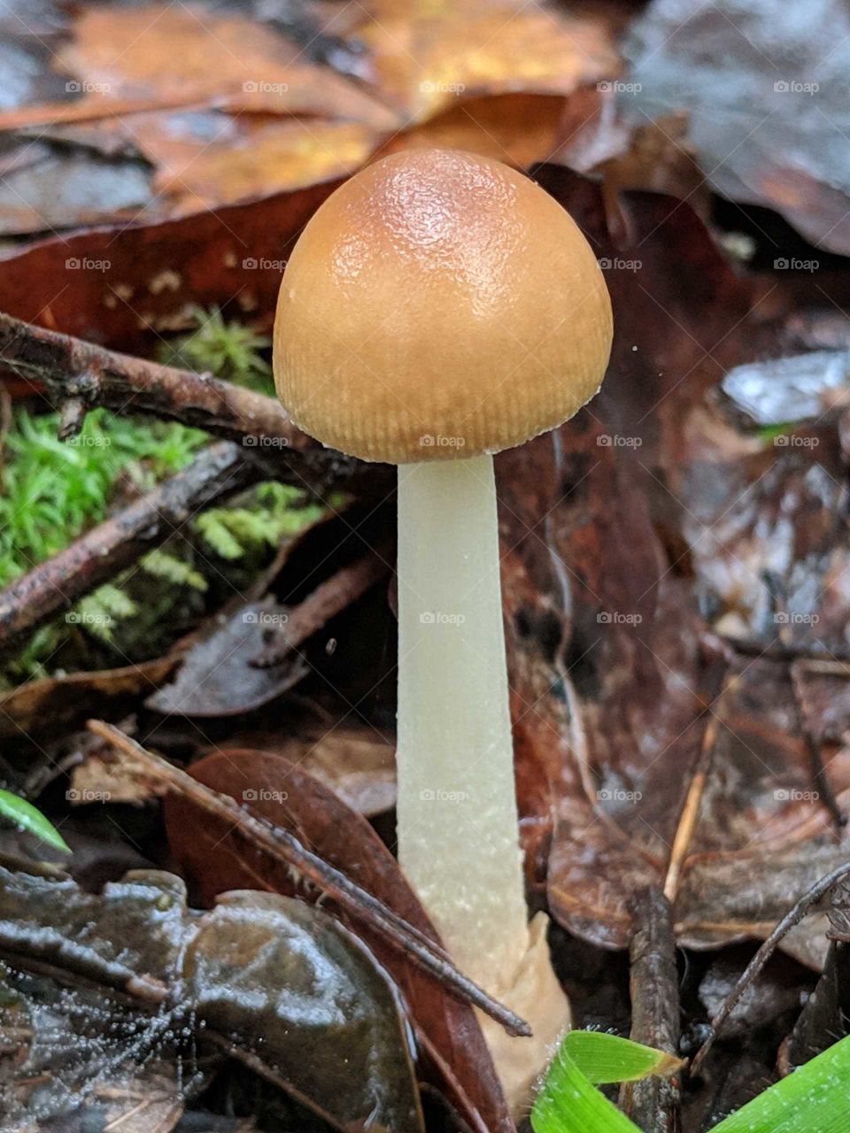 Mushroom