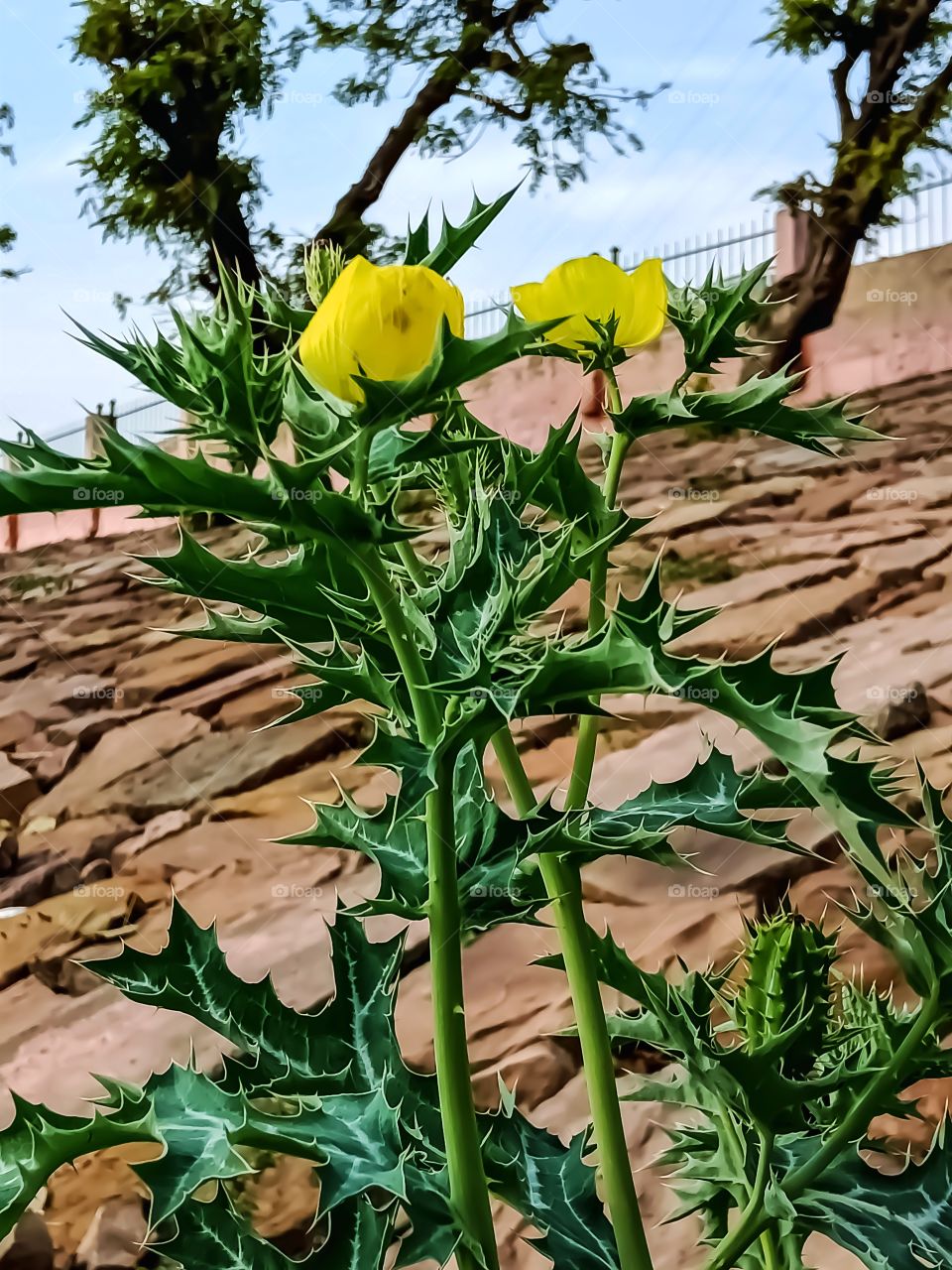 Beautiful mexican prickly poppy plant with flower image india