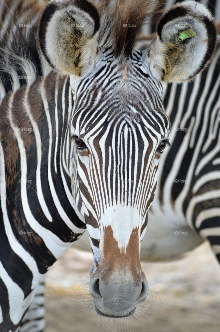 Zebra