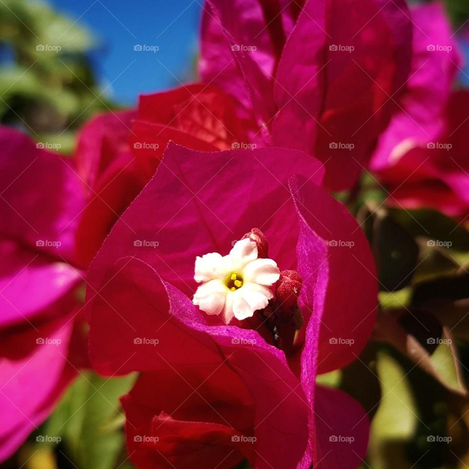 Closeup flower