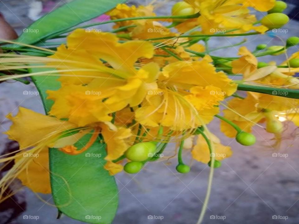 Yellow flower photograph