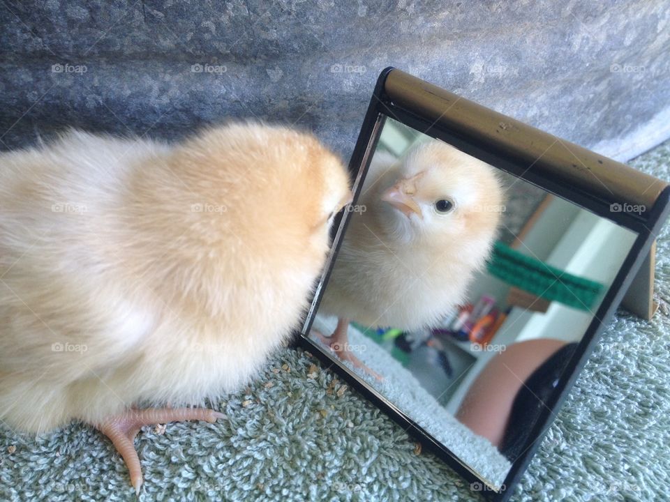 Baby Chick Looking in Compact Mirror. Baby Leghorn pullet 3 days old, looking at itself in the mirror.