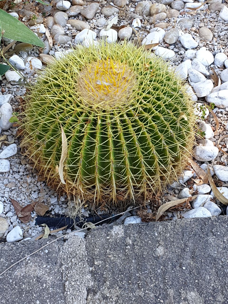 Cactus