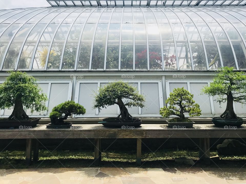 Bonsai Trees 