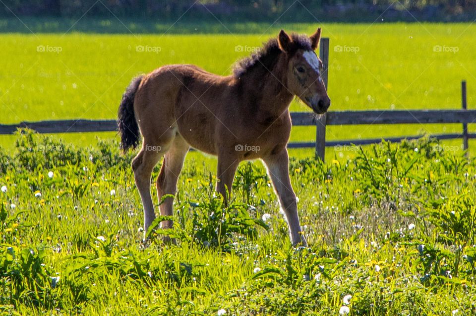 On her feet for almost the first time . Young horse baby .