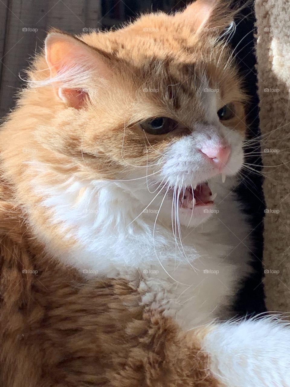 Angry Cat