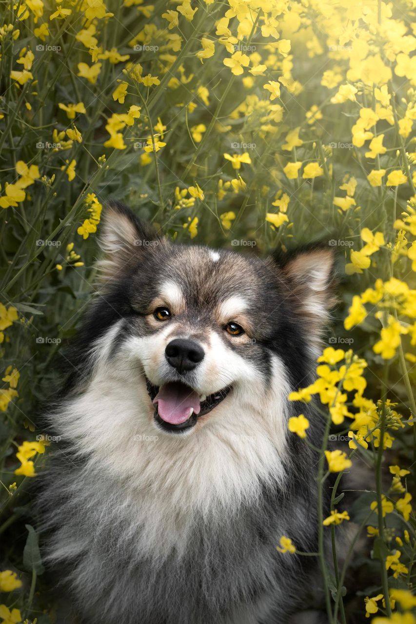 Portrait of a Finnish Lapphund dog among flowers