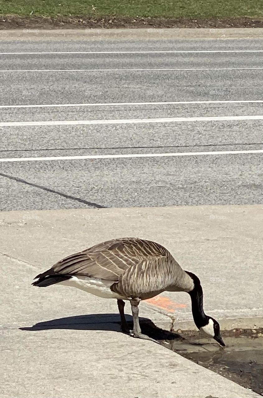 Goose is drinking water 