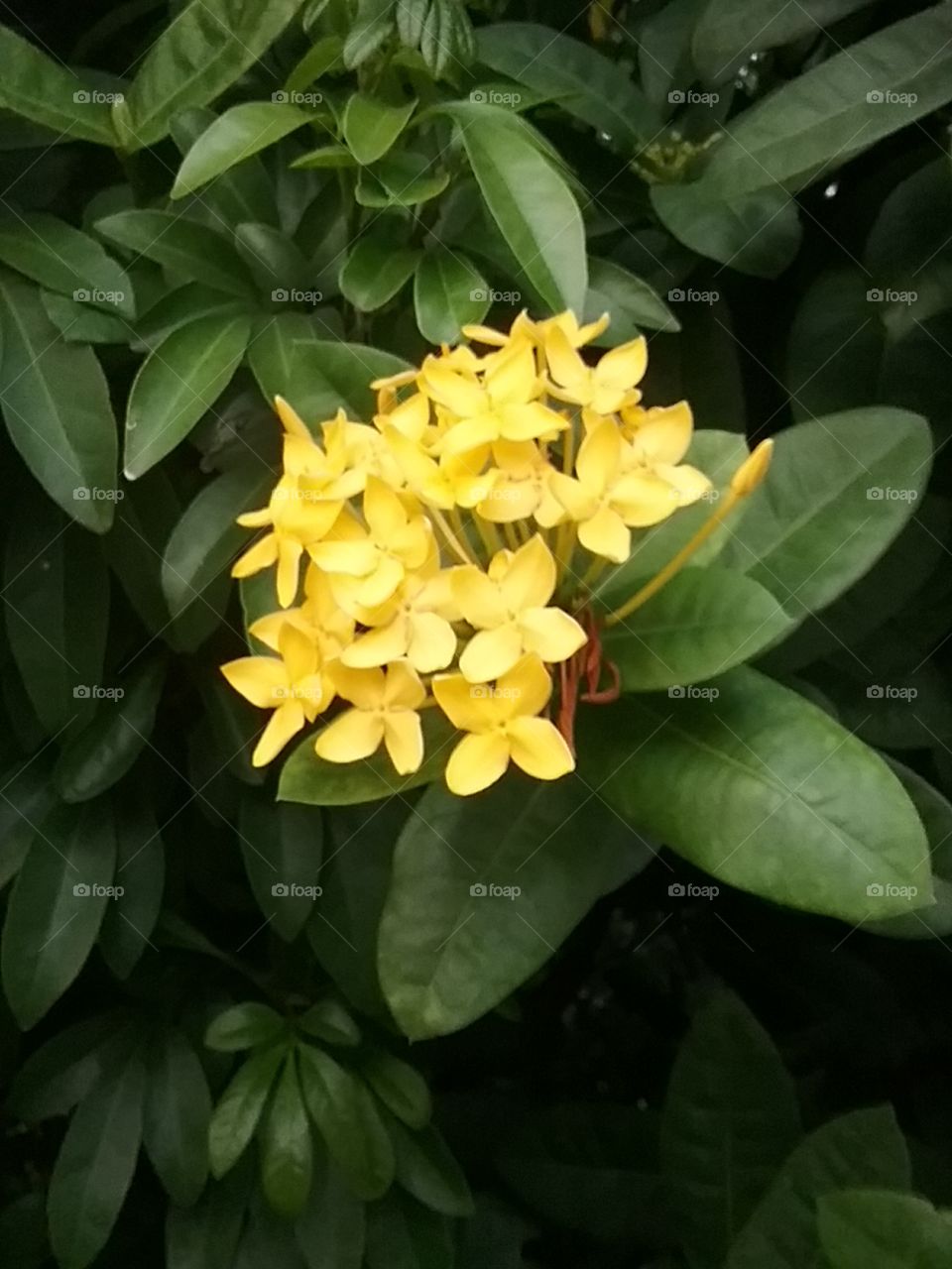 Beautiful lovely propical yellow ixora flowers from Thailand. Flower of intelligent. ดอกเข็มสีเหลือง