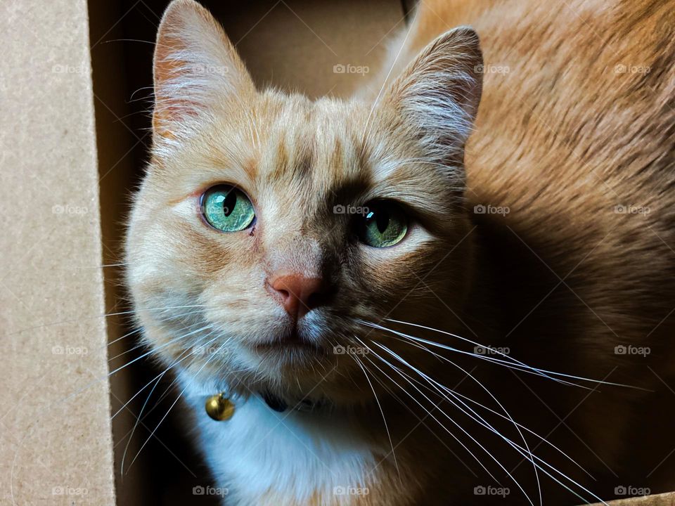 Beautiful cream colored kitty cat 