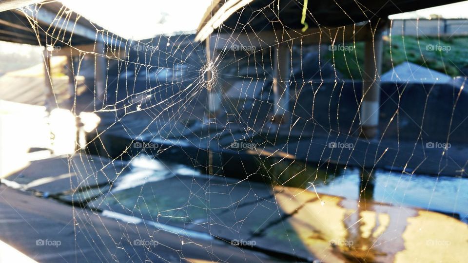 Spider web