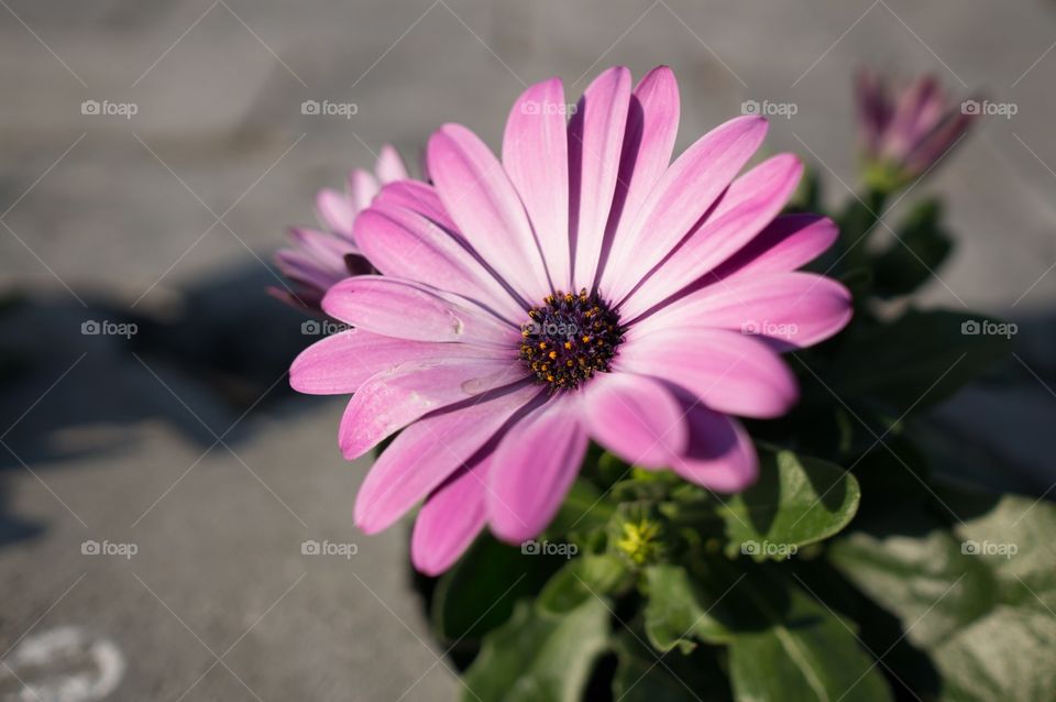 Pink flower 