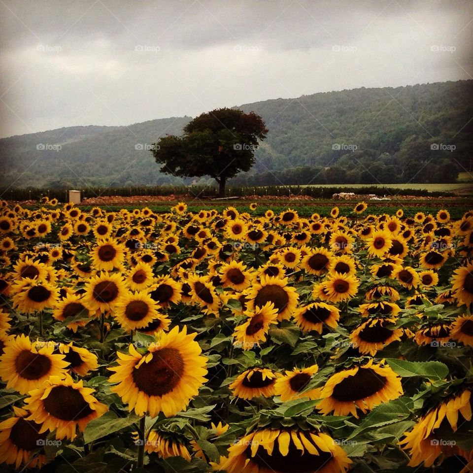 Sunflower farm