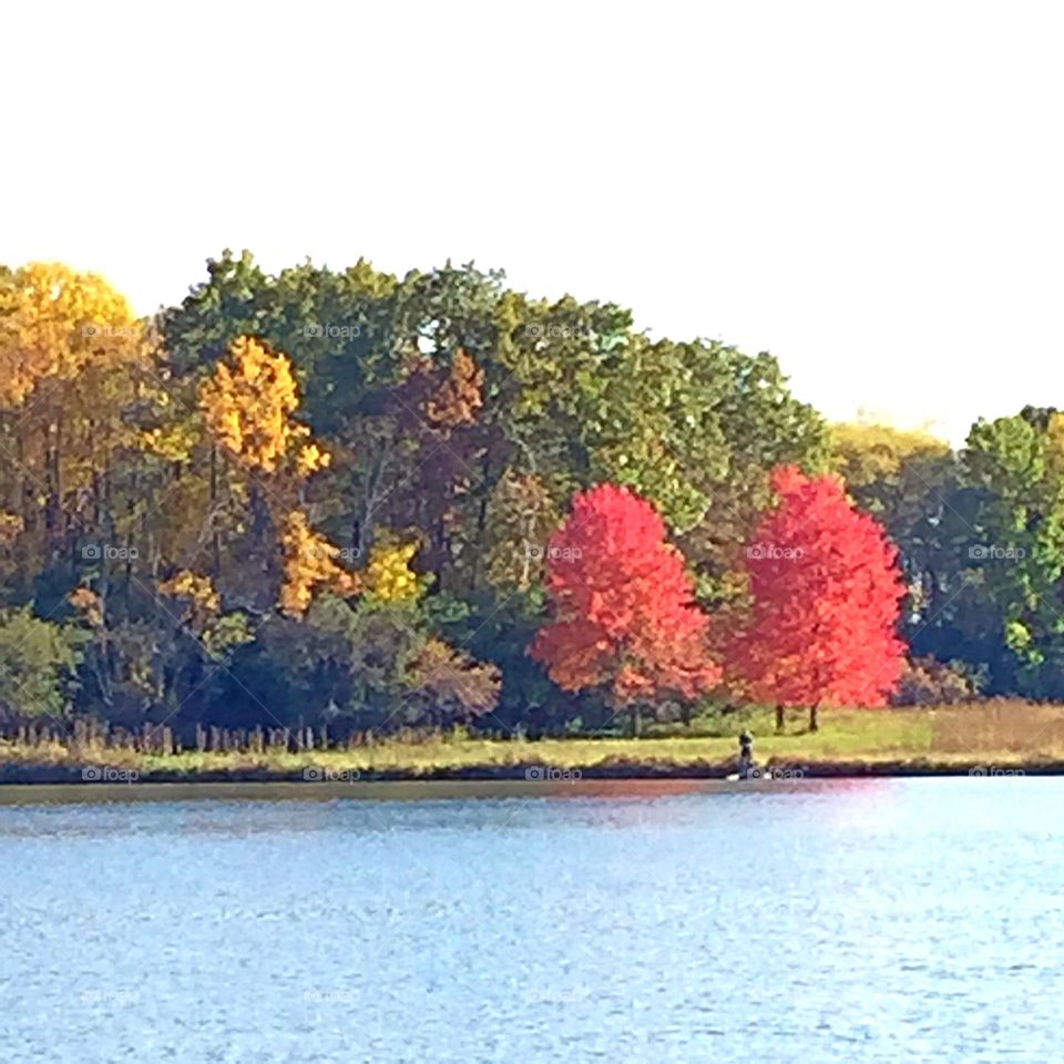 The two red trees