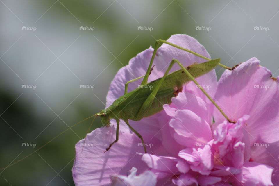 I stopped to photograph a statue and found this little green beauty. 