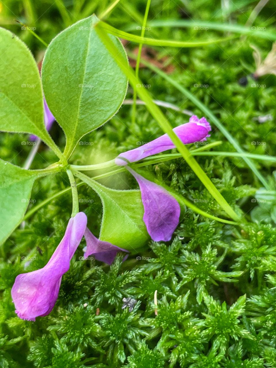 Wildflowers 