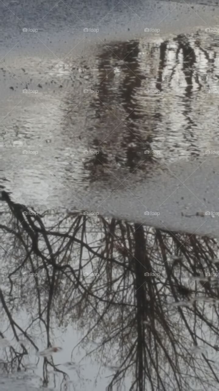 tree within a puddle