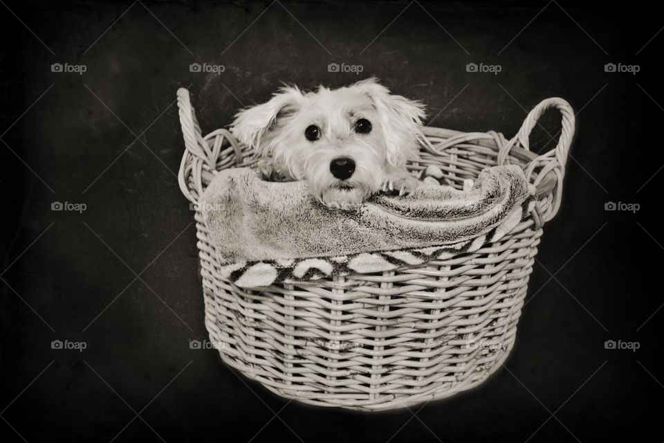 Dog In Basket