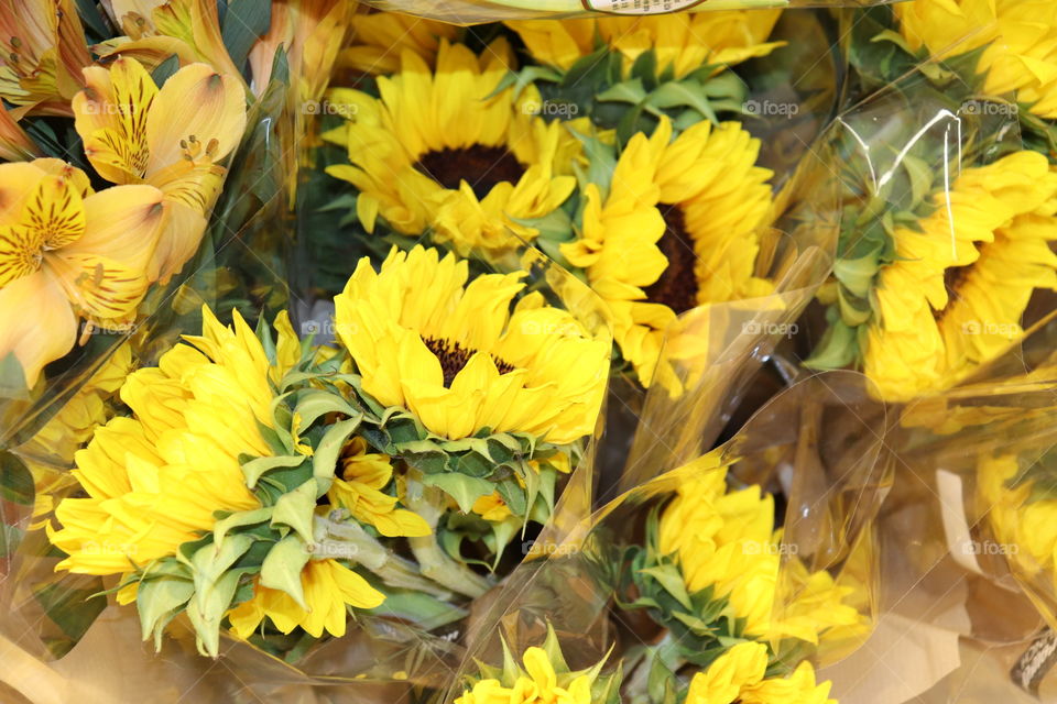 Bright close up of yellow sunflowers at the market wrapped with plastic 
