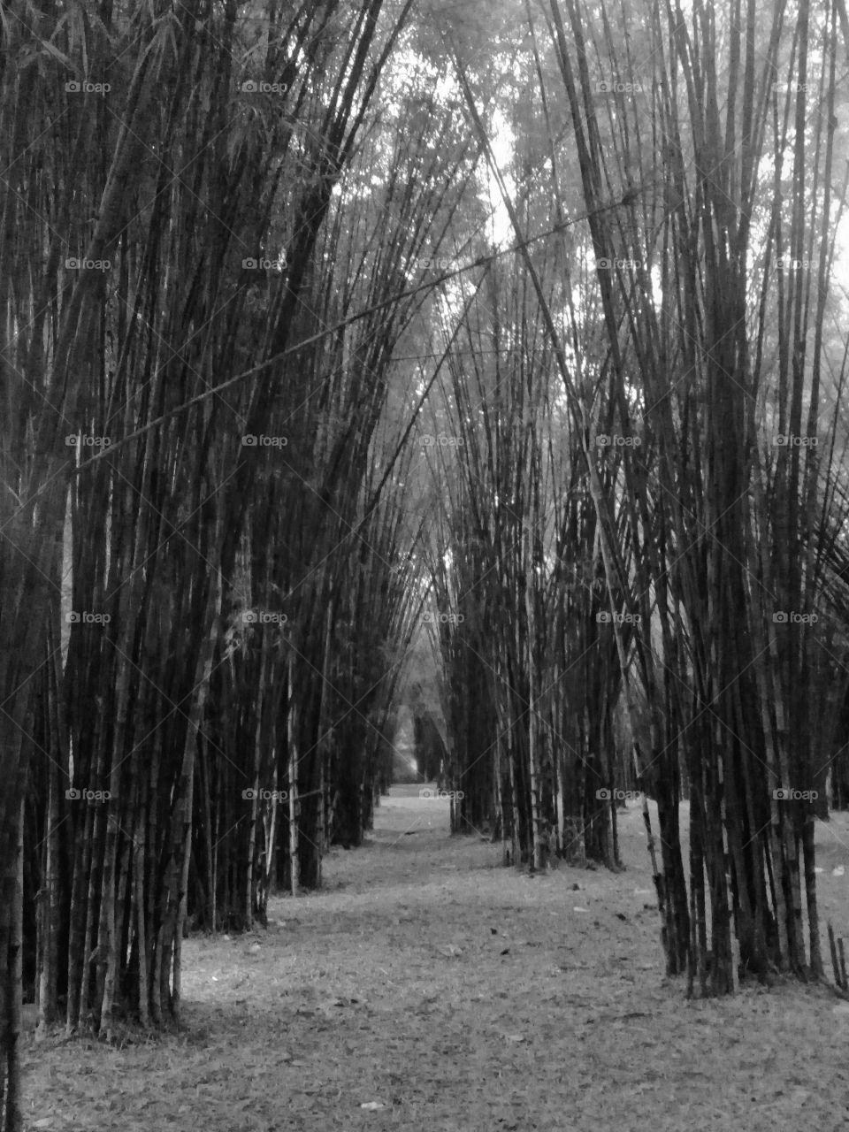 landscape tree bambo