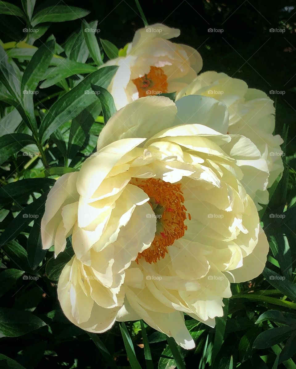 White peony 