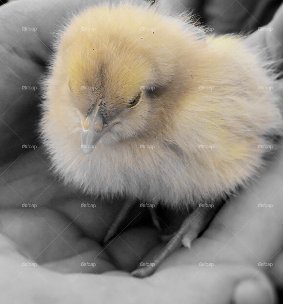Baby chick in a palm