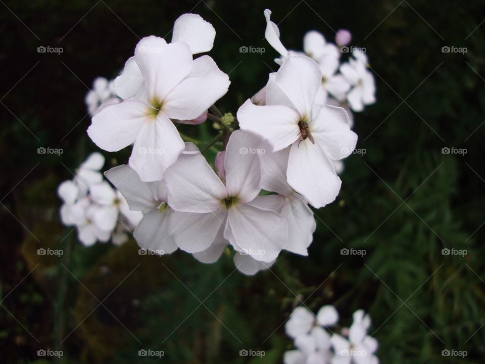 White flowers