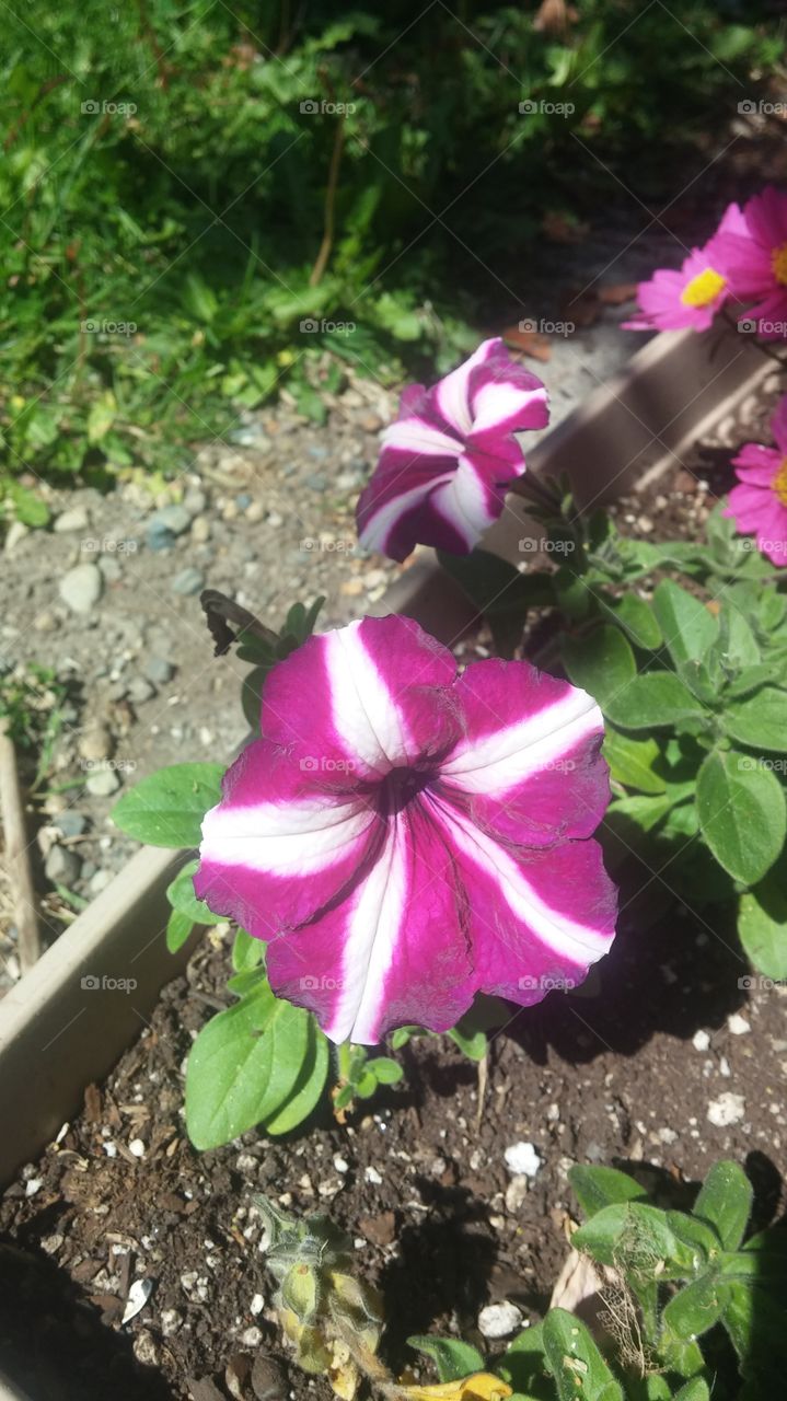 petunia. striped petunia