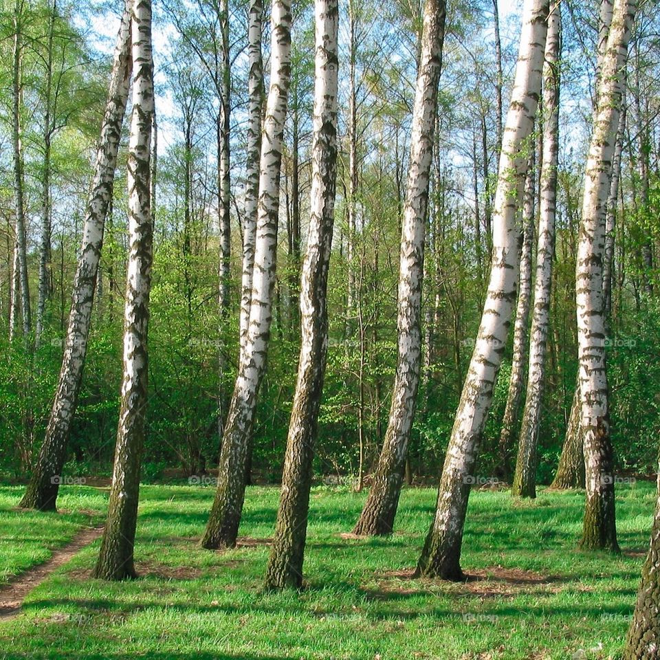 park nature stump trunk by przemekklos