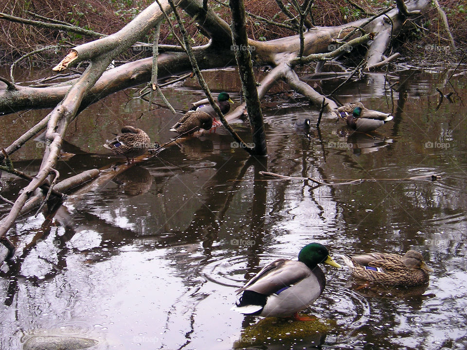 Fallen tree becomes the resting place for the ducks and geese.