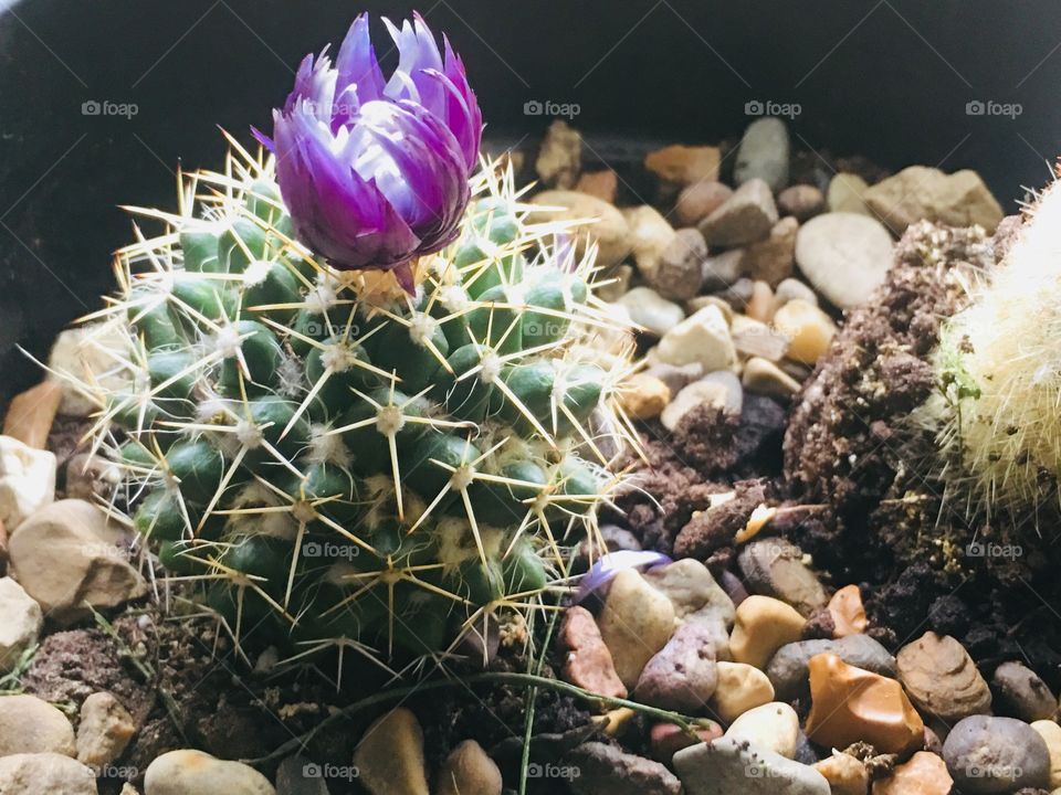 The purple prickly flower