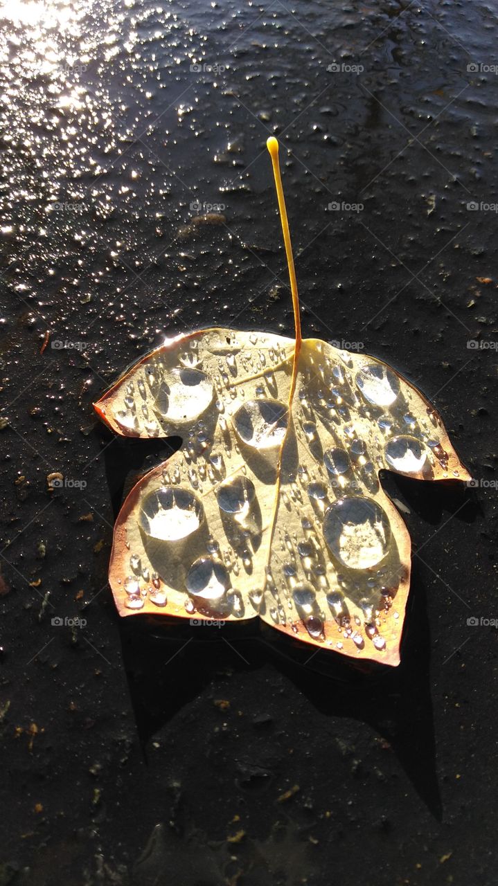 water drops on a Fallen Leaf