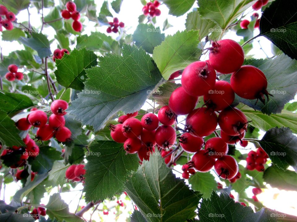 red hawthorn berries, large tree, edible berries