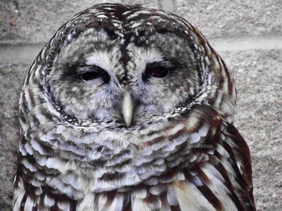 Beautiful owl