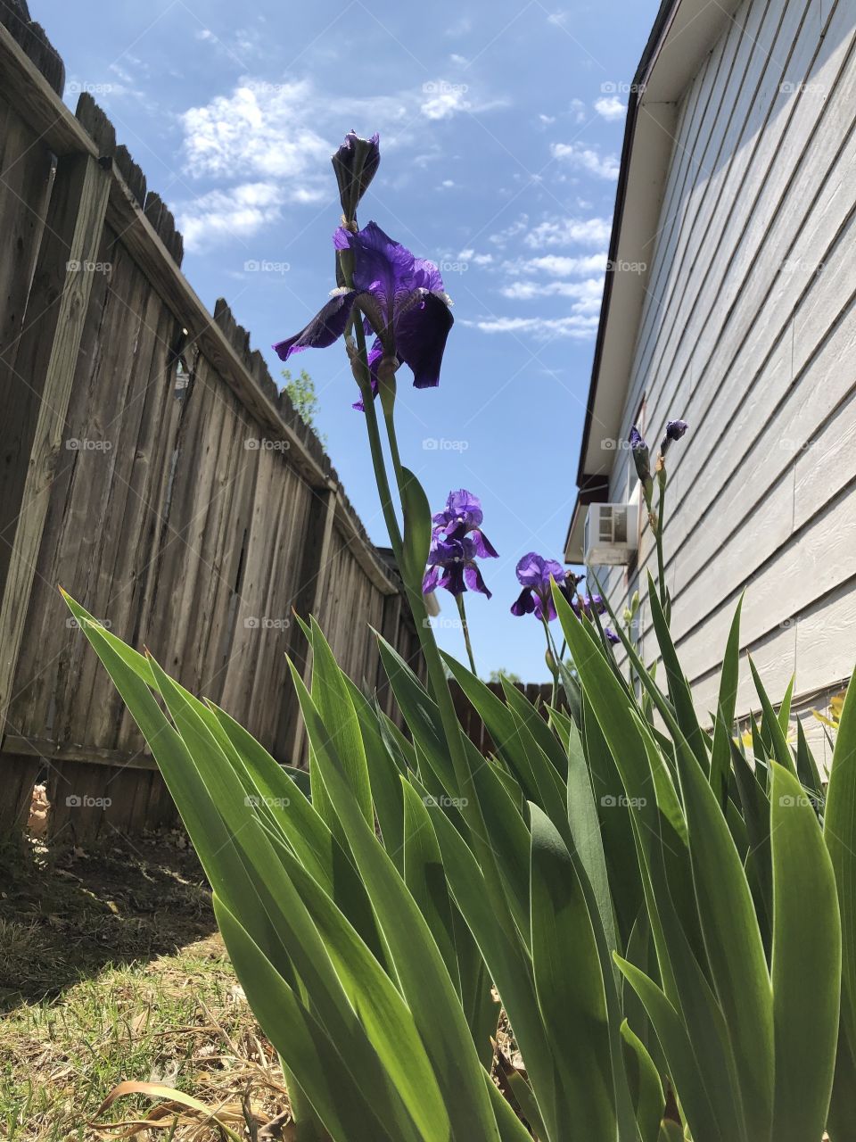 Flowers. Iris’s 