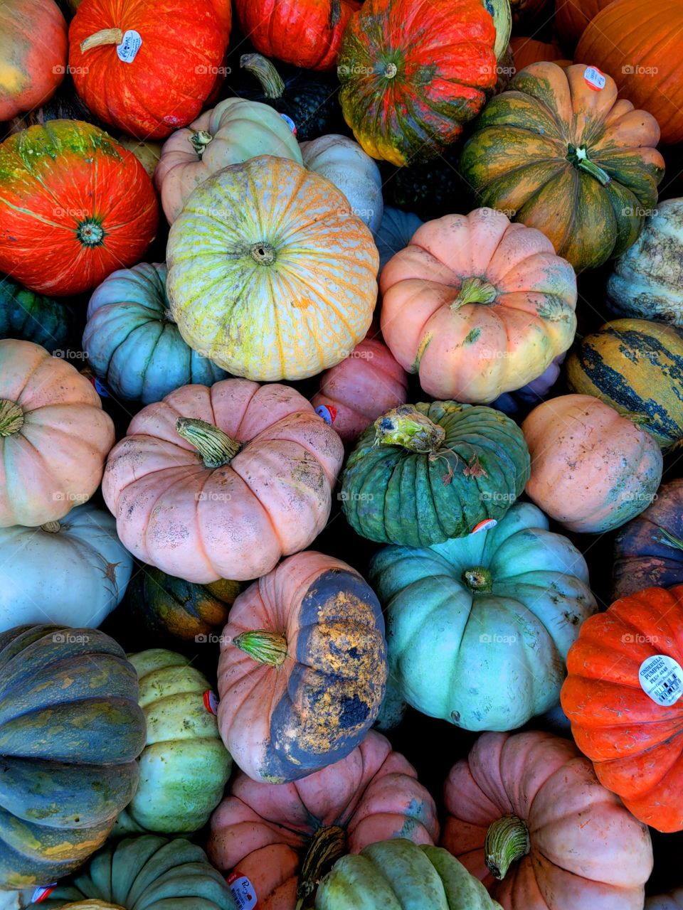 Harvesting Pumpkin Season