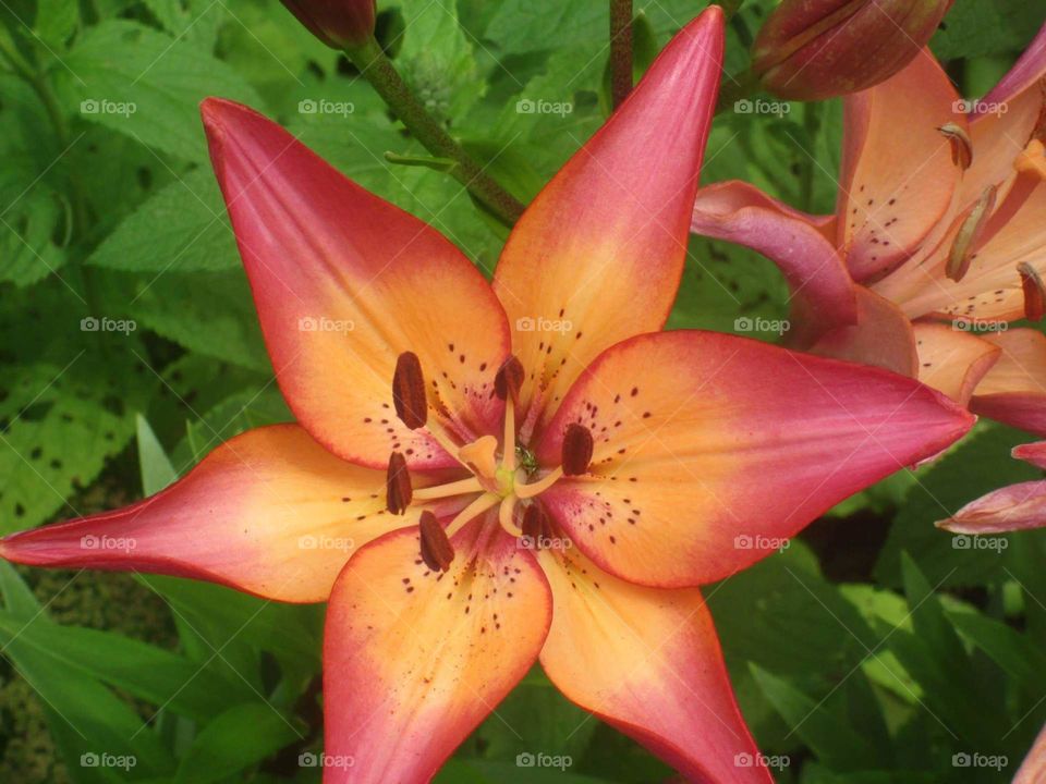 Two-tone Lily