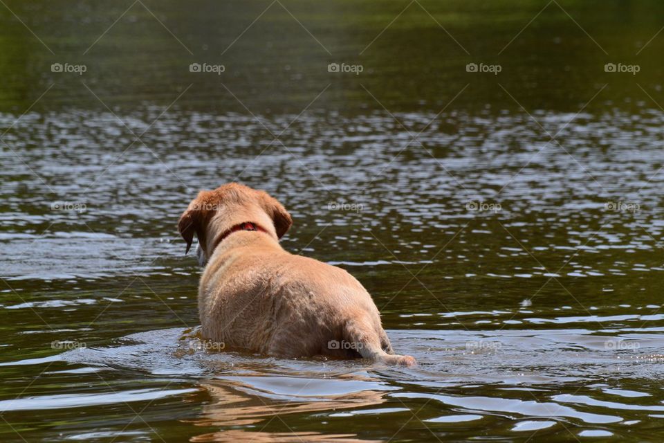 Golden retriever in river