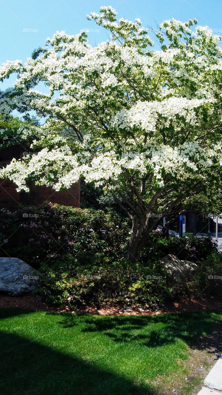 summer. blooming. white river