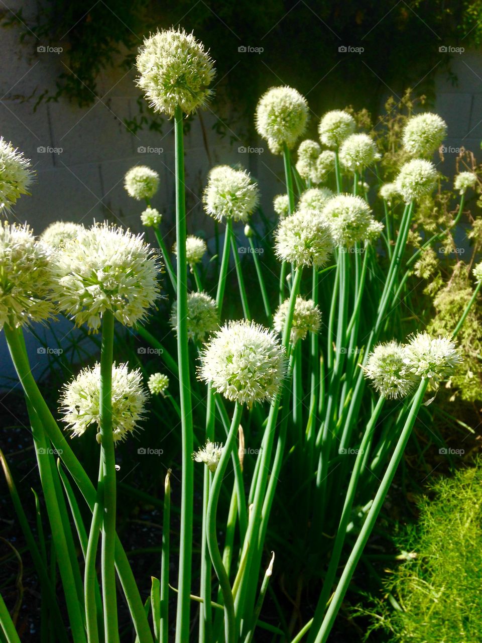Green onion bloom