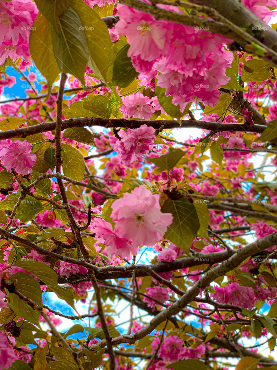 looking up at the the sky through branches of a tree with green leaves and pretty pink blossoms on a sunny Spring day