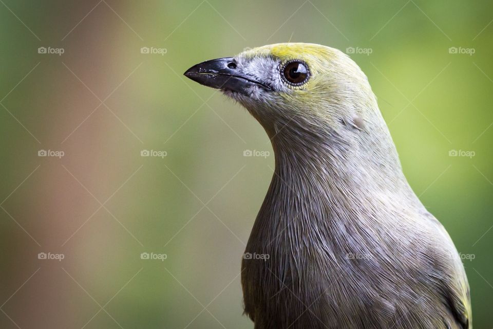 Close up of grey green bird. Close-up photo of a grey and green bird. Reflection in the eye. Blurry green background