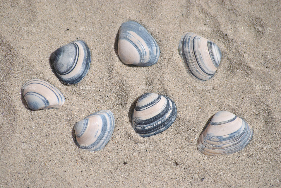 striped sea cockel shells on the beach