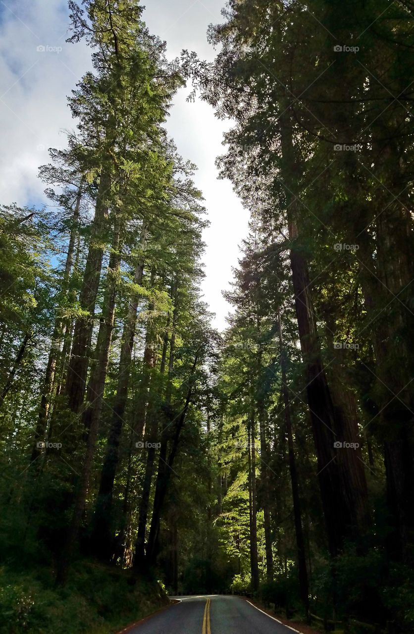 Pulling into beautiful Big Basin