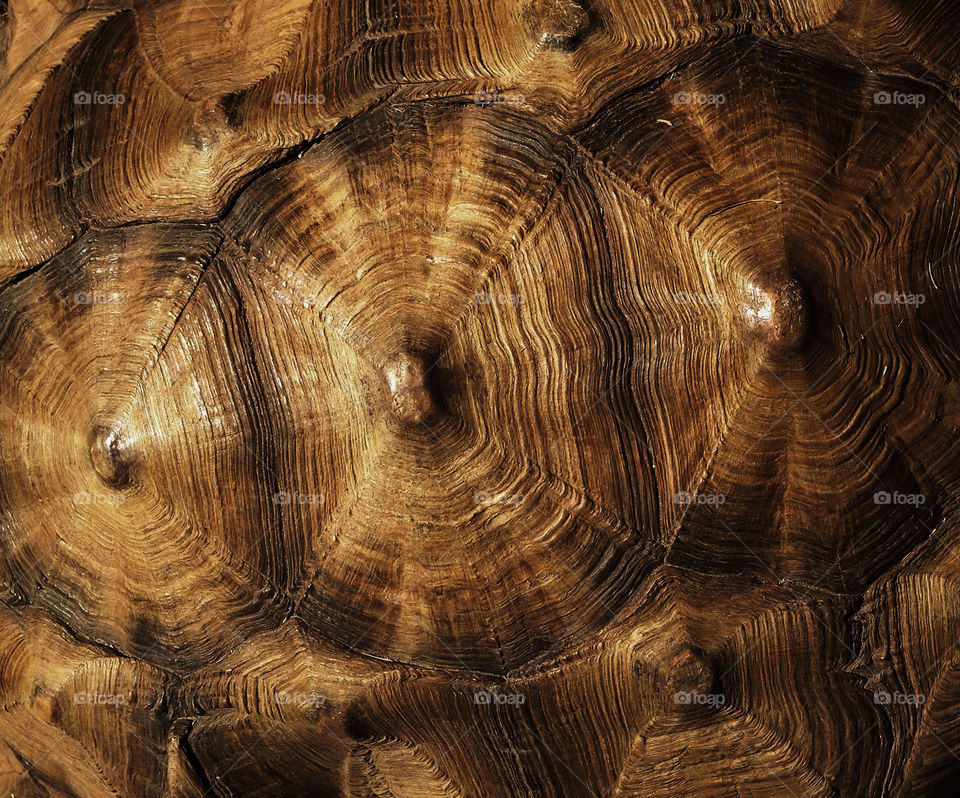 Stunning natural patterns on the shell of a giant desert tortoise