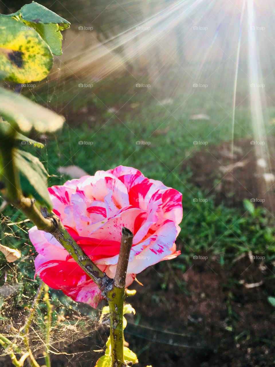 Nossa rosa mesclada, há pouco, quando amanheceu. 
Gostaram dos raios solares nas pétalas?